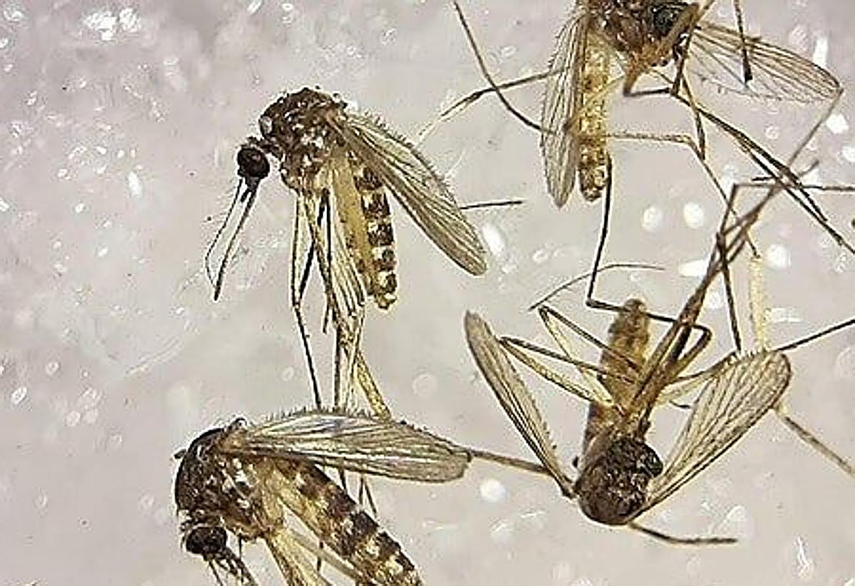 Campanillas, zona en alerta por virus del Nilo tras detectarse su presencia en una muestra en mosquitos: se intensifica la vigilancia