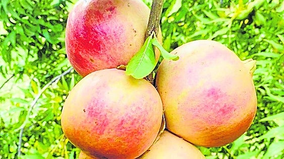 Descubren un compuesto que el organismo produce tras comer granadas y que mejora un tipo raro de insuficiencia cardíaca