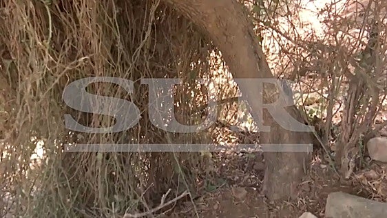Imágenes de la zona en la que permaneció la joven abandonada y atada a un árbol.