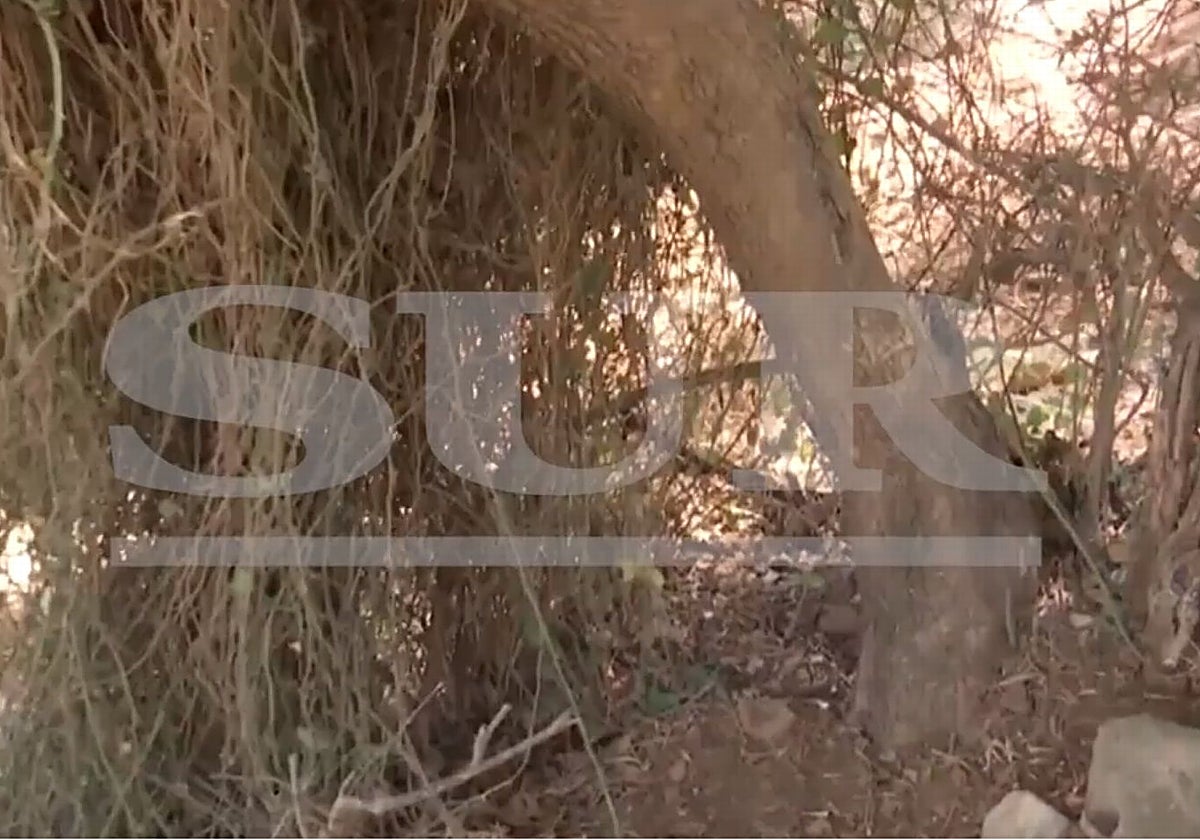 A prisión el detenido por secuestrar a su novia y abandonarla atada a un árbol en Alhaurín de la Torre