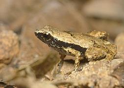 Una de las ranas gardiner que viven en las Seychelles. / Ap