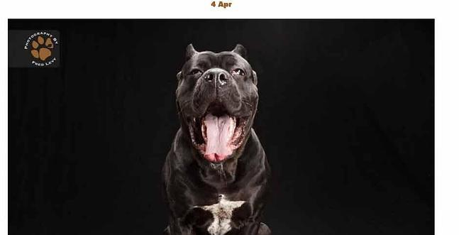 MARTES 13: ¿Conoces el Síndrome del Perro Negro? - Blog Snau
