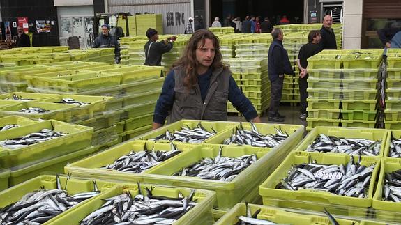 Cajas repletas de anchoas en el puerto de Ondarroa 