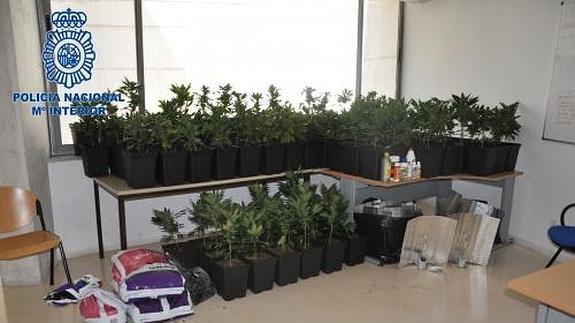 Algunas de las plantas de marihuana encontradas. 