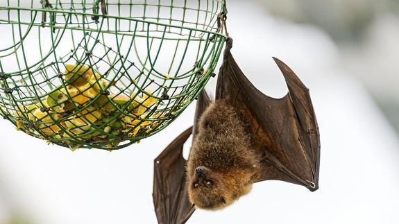 Los murciélagos usan la ecolocalización para detectar obstáculos
