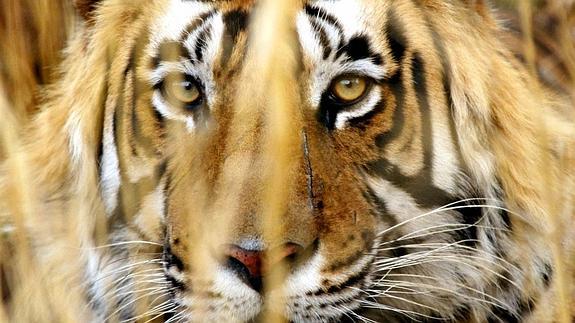 El tigre, en serio peligro de extinción 