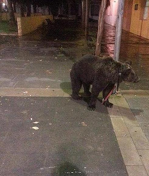 El oso, atado a una farola de la localidad valenciana de Cárcer. 