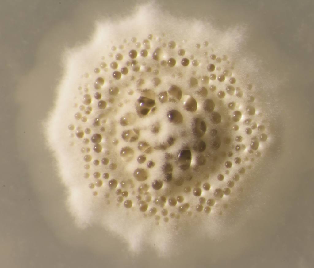 Cultivo de bacterias productoras de antibióticos