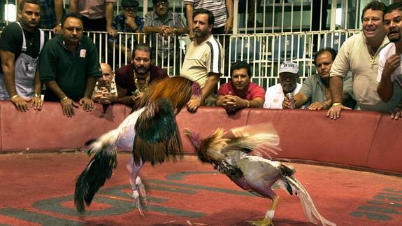 El Código Penal castigará con cárcel la zoofilia y las peleas de gallos y perros