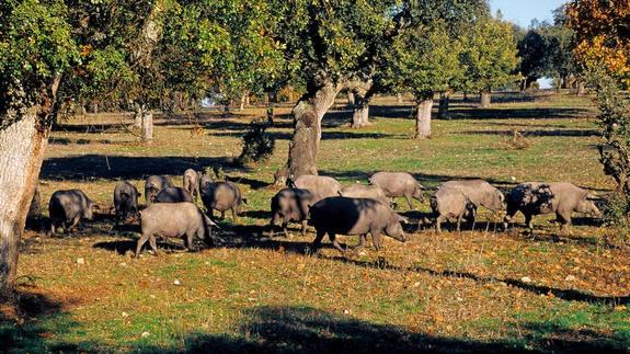 Guijuelo huele a jamón