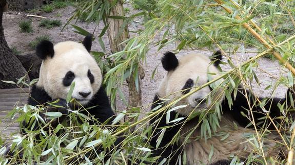 Los pandas no deberían comer bambú
