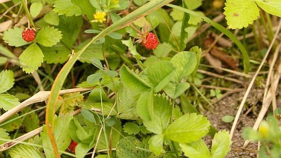 Los nutritivos tallos, raíces y hojas de las fresas silvestres