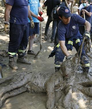 Un tigre que se escapó del zoo durante las inundaciones en Georgia mata a  un hombre | Diario Sur