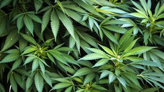 Cultivo de marihuana.