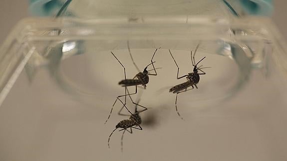 Vista de un mosquito 'Aedes aegypti', que puede ser portador del virus zika.