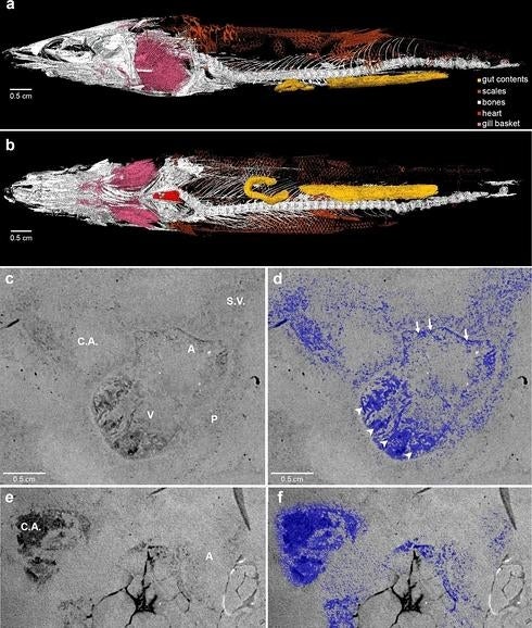 Recuperado el primer corazón fósil de un animal prehistórico