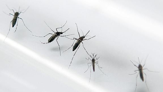 Mosquitos aedes aegypti, transmisores del virus del zika.