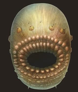 Una criatura marina con forma de bolsa, el ancestro más antiguo conocido de los humanos