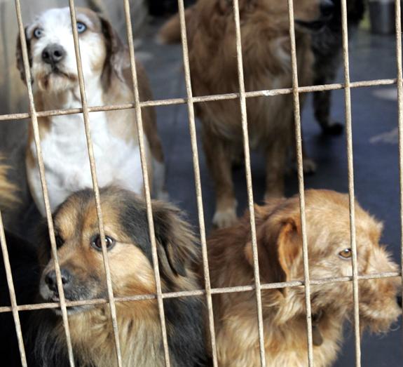 Denuncian a dos empresas por sacrificios masivos de animales sanos