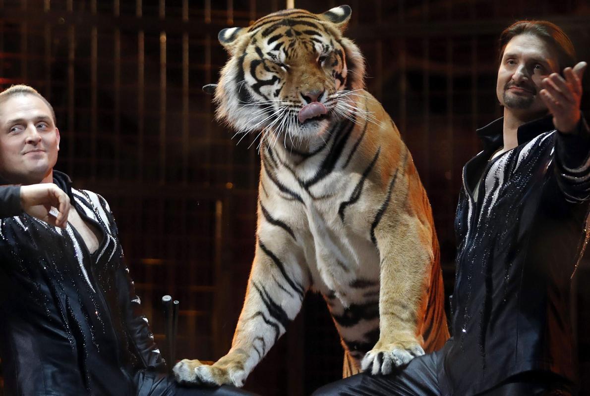 Imagen de un tigre durante una actuación en un circo.