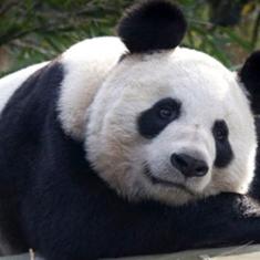 Un oso panda.