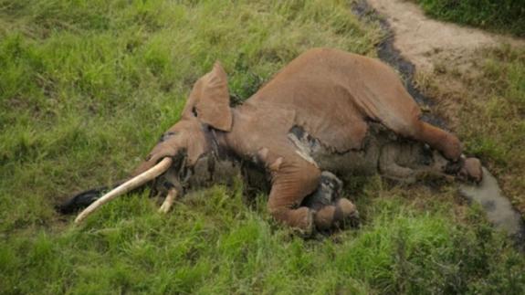 Asesinan a Satao II, el elefante más emblemático en Kenia