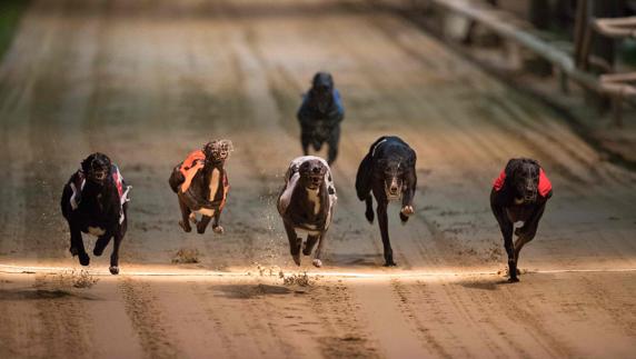 Varios galgos corren en Wimbledon. 