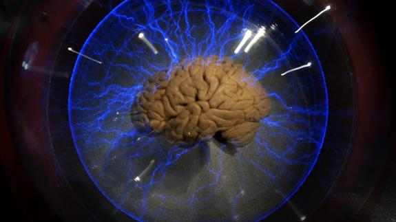 Cerebro humano mostrado en una urna de cristal. 