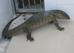 El lagarto varano capturado por la Policía Local encuentra hogar en Jerez