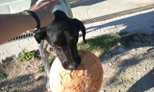 SinShan es ya un perro mayor que lleva años en la protectora. Le encanta el pan.