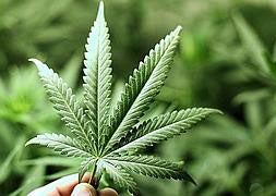 Una planta de marihuana