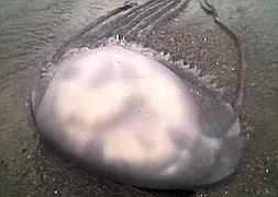 Aparecen medusas de grandes dimensiones en distintos puntos del litoral