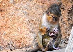 Un lémur negro y un talapoin norteño, nuevos miembros de la familia Bioparc