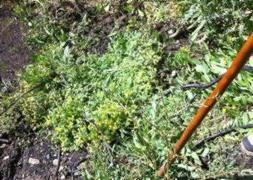 Hallan nuevas huellas del cocodrilo de Mijas