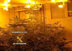 Plantas encontradas en el interior de la vivienda.:: SUR