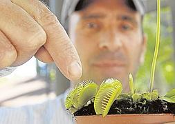 Carlos Espejo muestra una planta hormiguero. :: Salvador Salas