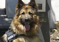 El perro de la Guardia Civil, falleció en Antequera donde lo trasladaron tras su 'jubilación'. :: EFE