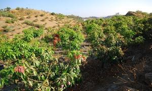 Plantaciones de mango en la Axarquía