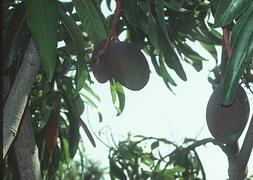 Imagen de una plantación de mangos en la comarca.::SUR