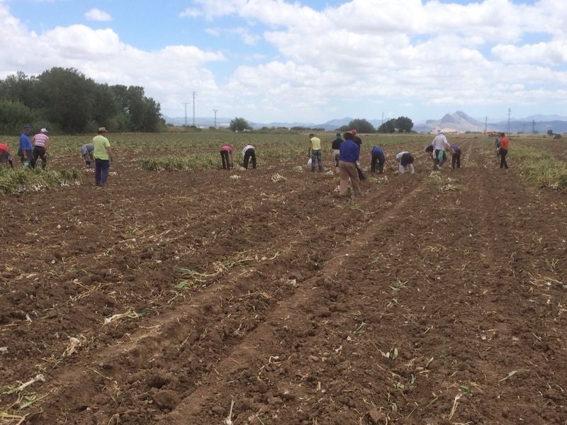 La entrada de ajos de China pone en pie de guerra a los agricultores de Antequera