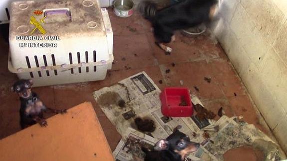 Desmantelan un criadero ilegal de perros en Mijas