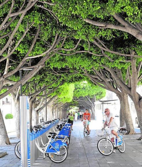Los ficus de Paseo de Reding proporcionan sombra hasta la Avenida de Príes.