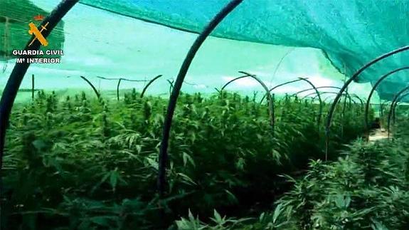Desmantelan dos invernaderos de marihuana en Ronda