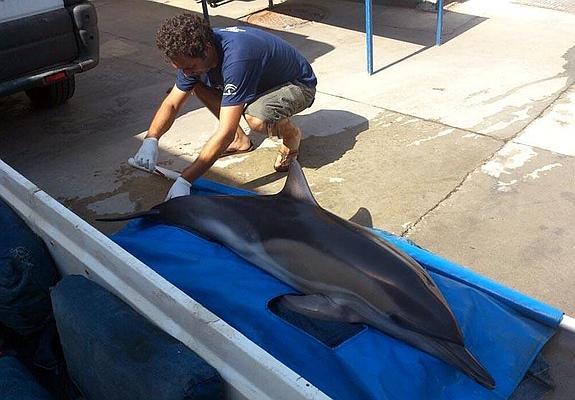 Imagen del delfín rescatado en la playa de Maro. 