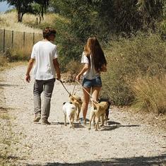 Dos voluntarios pasean perros del refugio marbellí.