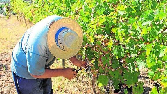 La ‘Bodega Joaquín Fernández’ ultima ya la recogida. 