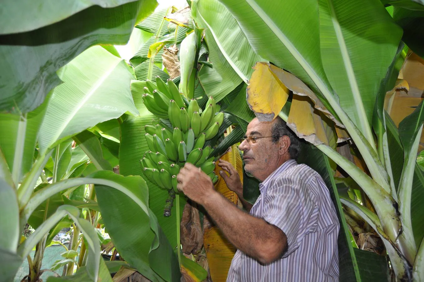 Eloy Cuadra lleva tiempo apostando y ensayando con el cultivo de plátanos en invernadero.