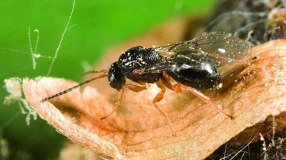 Avispilla del castaño.