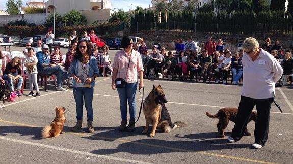 Han participado un total de 85 perros. 