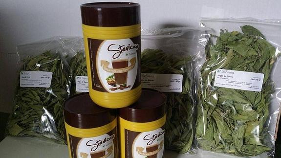 La comarca se convierte en el centro del cultivo de la stevia en la provincia